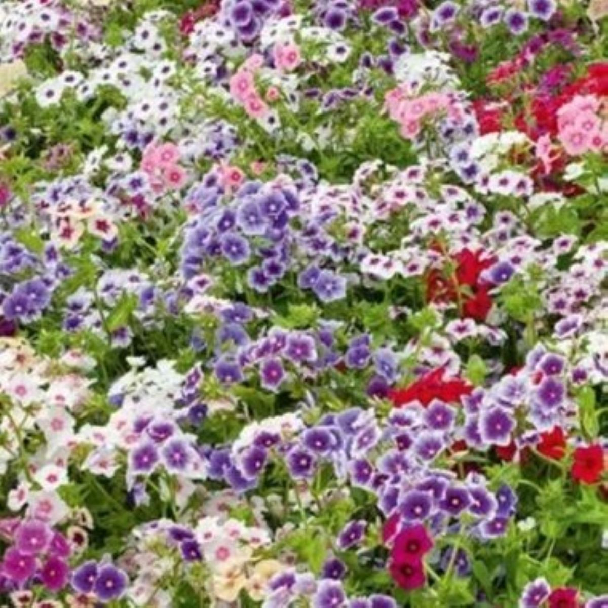 Plaménka Drummondova Tapestry - Phlox drum. - semena plaménky - 180 ks