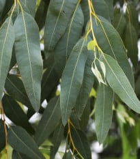 Eukalyptus říční River Red Gum - Blahovičník - Eucalyptus camaldulensis - semena eukalyptu - 10 ks