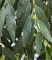 Eukalyptus říční River Red Gum - Blahovičník - Eucalyptus camaldulensis - semena eukalyptu - 10 ks