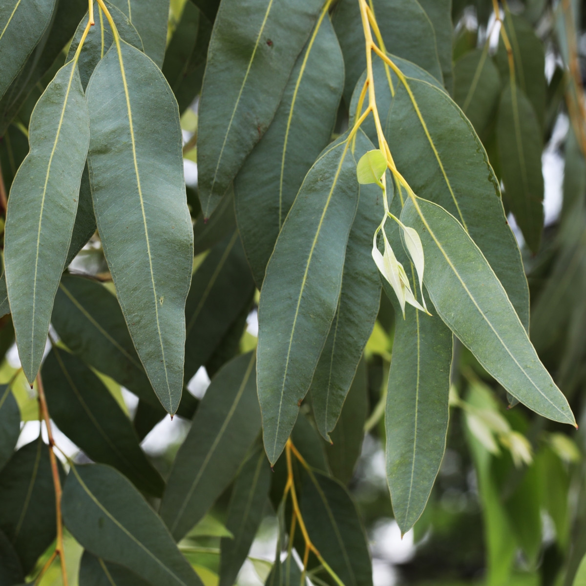 Eukalyptus říční River Red Gum - Blahovičník - Eucalyptus camaldulensis - semena eukalyptu - 10 ks