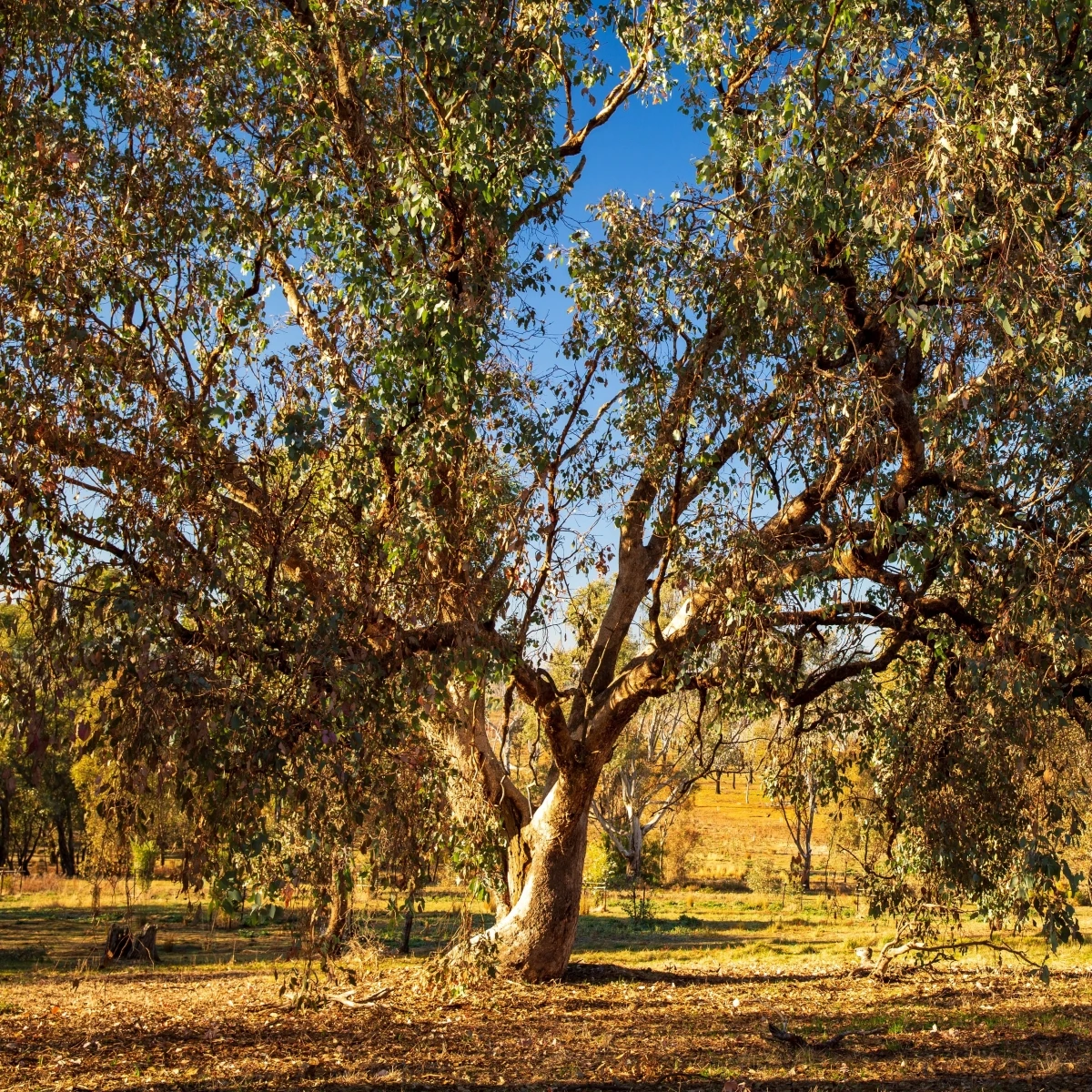 Eukalyptus říční River Red Gum - Blahovičník - Eucalyptus camaldulensis - semena eukalyptu - 10 ks
