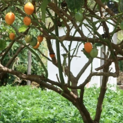 Rajčatový strom žlutý Tamarillo - Cyphomandra betacea - semena rajčatového stromu - 5 ks