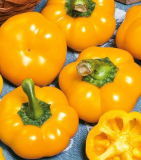 Paprika roční Topepo giallo - Capsicum annuum - semena papriky - 20 ks