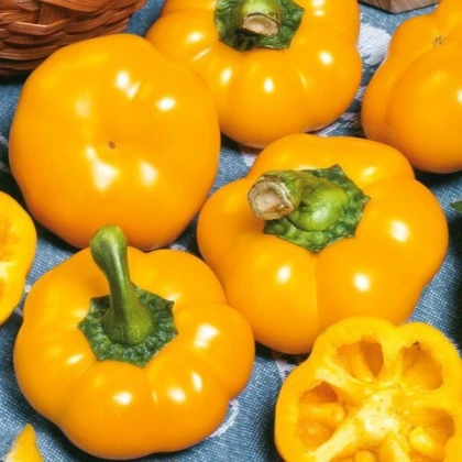 Paprika roční Topepo giallo - Capsicum annuum - semena papriky - 20 ks