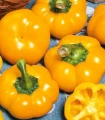 Paprika roční Topepo giallo - Capsicum annuum - semena papriky - 20 ks