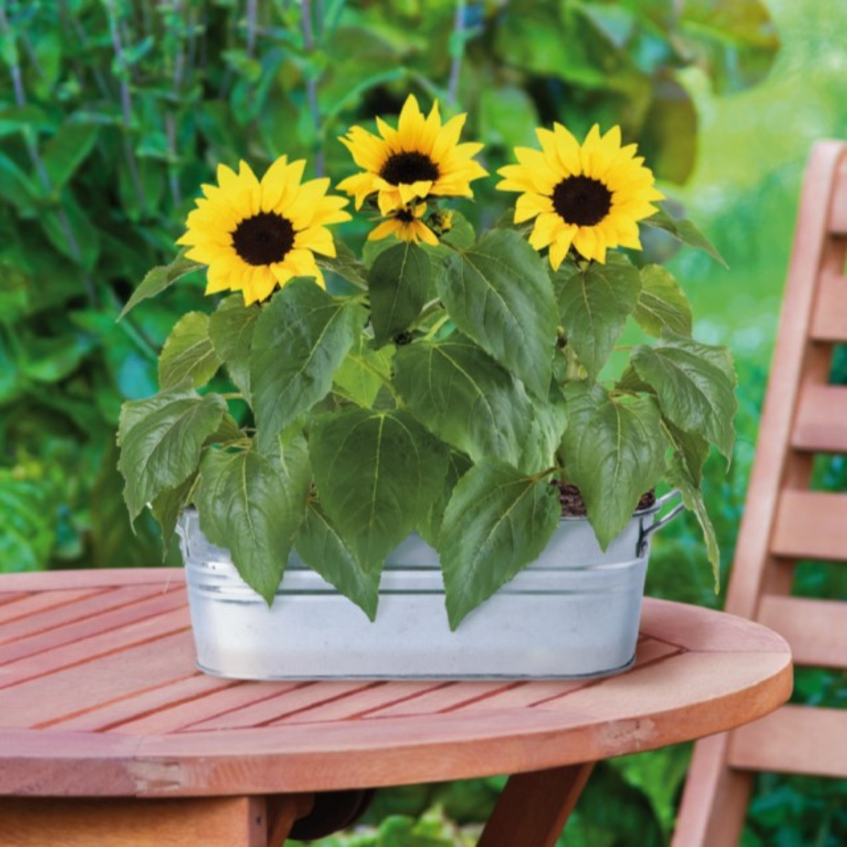 Buzzy - Okenní minizahrádka Slunečnice - Pieterpik - 1 ks