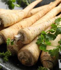 Petržel kořenová Halblange Eagle - Petroselinum crispum - semena petržele - 500 ks