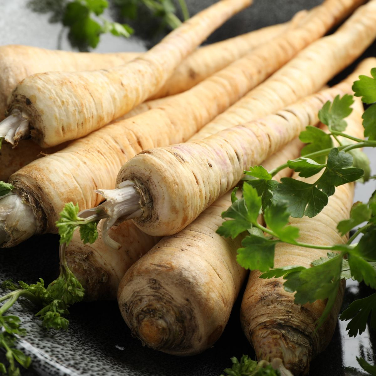 Petržel kořenová Halblange Eagle - Petroselinum crispum - semena petržele - 500 ks