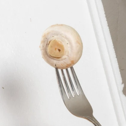 Mini Champ - sada pro domácí pěstování bílých žampionů - Agaricus bisporus - 1 ks