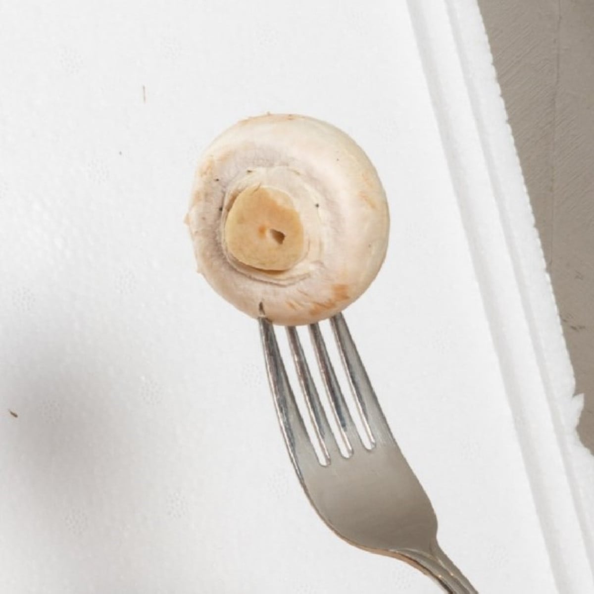 Mini Champ - sada pro domácí pěstování bílých žampionů - Agaricus bisporus - 1 ks