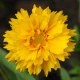 Krásnoočko velkokvěté Presto - Coreopsis grandiflora - semena krásnoočka - 20 ks