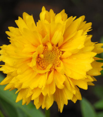 Krásnoočko velkokvěté Presto - Coreopsis grandiflora - semena krásnoočka - 20 ks