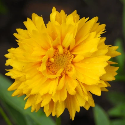 Krásnoočko velkokvěté Presto - Coreopsis grandiflora - semena krásnoočka - 20 ks