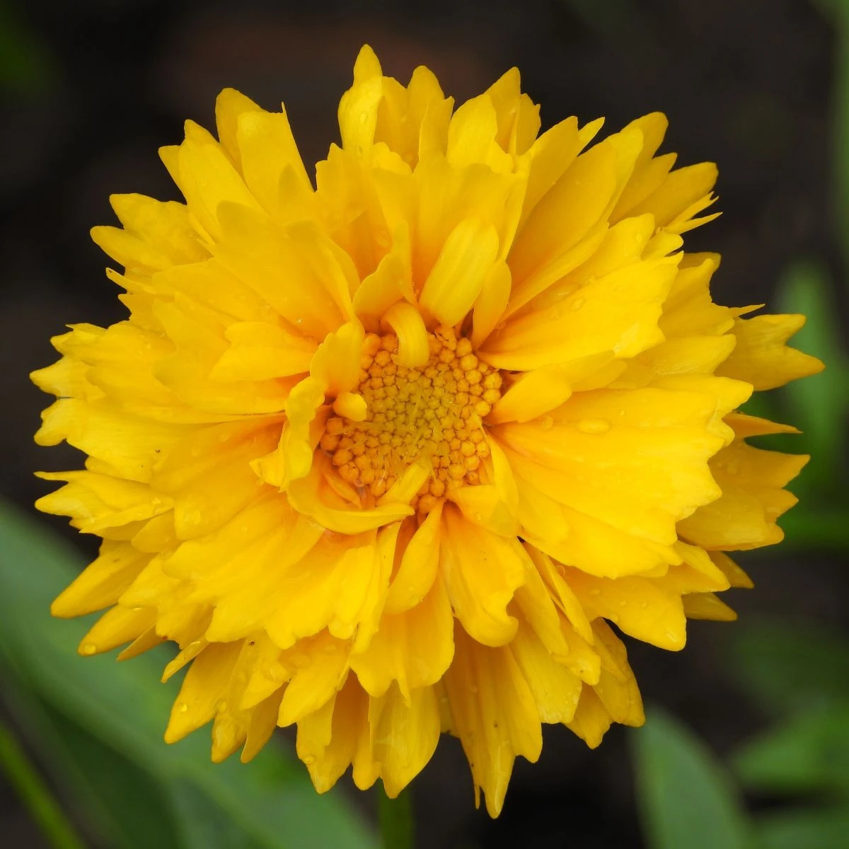 Krásnoočko velkokvěté Presto - Coreopsis grandiflora - semena krásnoočka - 20 ks