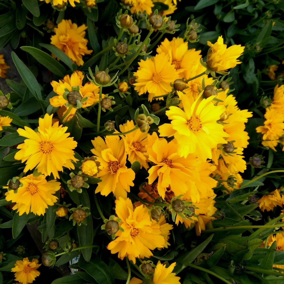 Krásnoočko velkokvěté Presto - Coreopsis grandiflora - semena krásnoočka - 20 ks