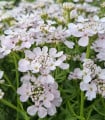 Iberka okoličnatá Rose Cardinal - Iberis umbellata - semena iberky - 100 ks