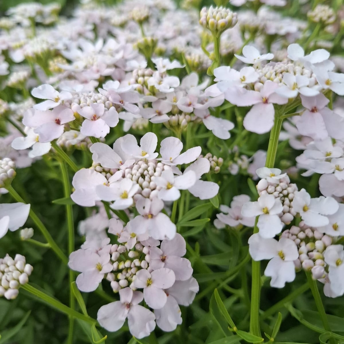 Iberka okoličnatá Rose Cardinal - Iberis umbellata - semena iberky - 100 ks