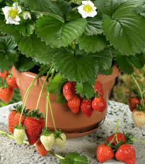 Jahodník stáleplodící Beltran F1 - Fragaria ananassa - semena jahodníku - 10 ks