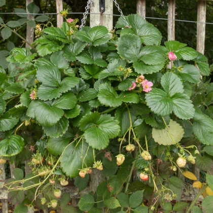 Jahodník stáleplodící Frisan F1 - Fragaria ananassa - semena jahodníku - 10 ks