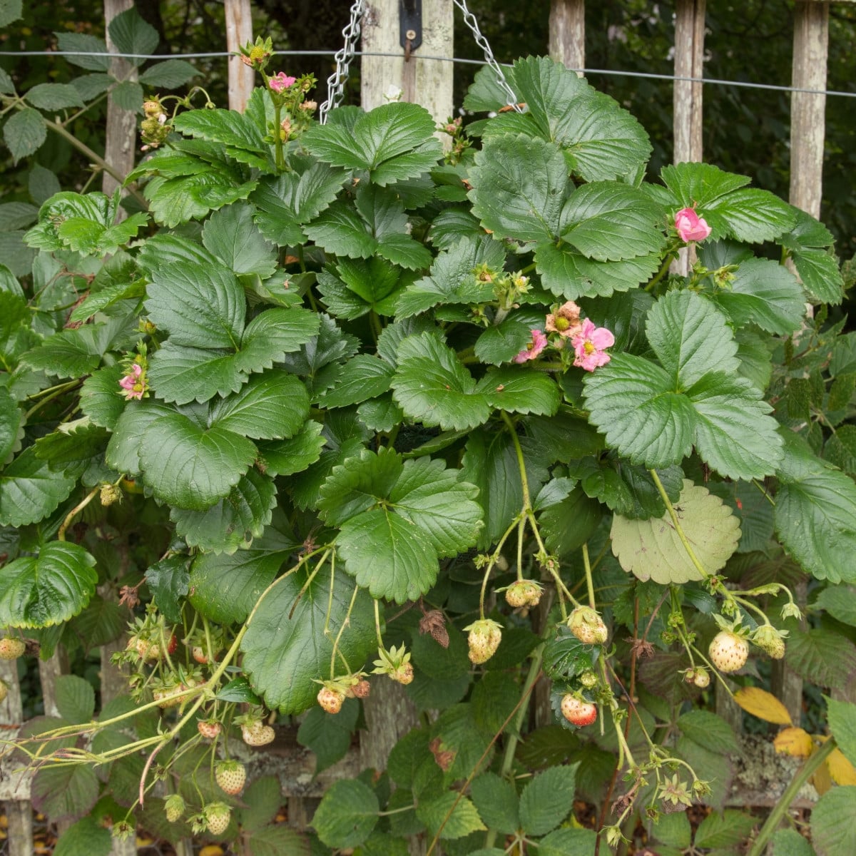 Jahodník stáleplodící Frisan F1 - Fragaria ananassa - semena jahodníku - 10 ks