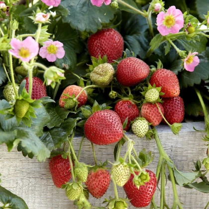 Jahodník stáleplodící Frisan F1 - Fragaria ananassa - semena jahodníku - 10 ks