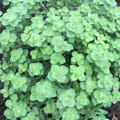 BIO Libanonské oregano Babilye - Origanum vulgare - bio semena oregana - 30 ks