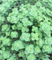 BIO Libanonské oregano Babilye - Origanum vulgare - bio semena oregana - 30 ks