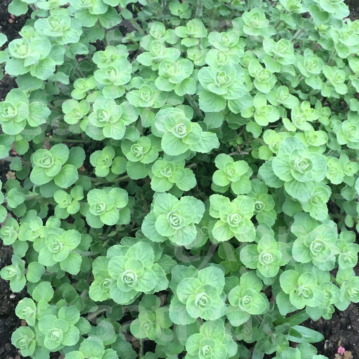 BIO Libanonské oregano Babilye - Origanum vulgare - bio semena oregana - 30 ks