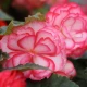 Begonie Pink Balcony - Begonia tuberhybrida - hlízy begonie - 2 ks