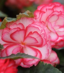 Begonie Pink Balcony - Begonia tuberhybrida - hlízy begonie - 2 ks
