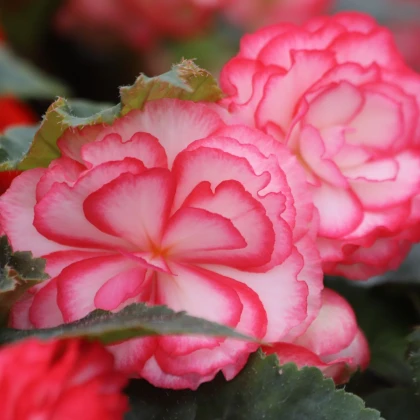 Begonie Pink Balcony - Begonia tuberhybrida - hlízy begonie - 2 ks