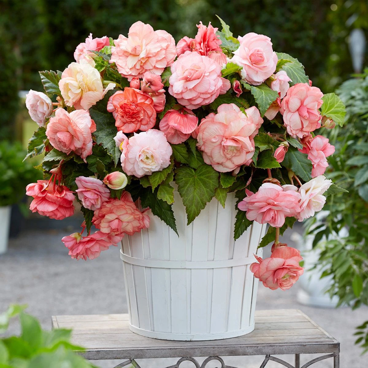 Begonie Flamenca - Begonia splendide - hlízy begonie - 2 ks