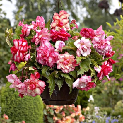 Begonie Pink Balcony - Begonia tuberhybrida - hlízy begonie - 2 ks