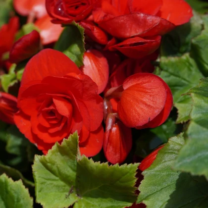 Begonie Nonstop červená - Begonia tuberhybrida - hlízy begonie - 2 ks