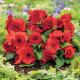 Begonie Nonstop červená - Begonia tuberhybrida - hlízy begonie - 2 ks