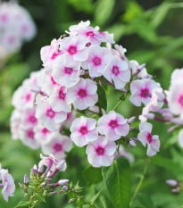 Plaménka Graf Zeppelin - Phlox - prostokořenné sazenice plaménky - 1 ks