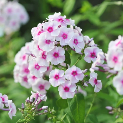 Plaménka Graf Zeppelin - Phlox - prostokořenné sazenice plaménky - 1 ks