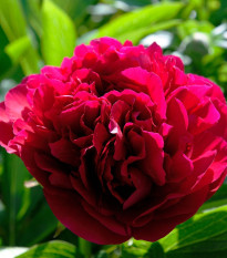 Pivoňka Red Sarah Bernhardt - Paeonia lactiflora - hlízy pivoňky - 1 ks