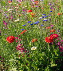 Barevný akord - semena Černý Biopro - letničková směs - 20 g
