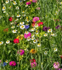 Heřmánkové léto - semena Černý Biopro - letničková směs - 20 g