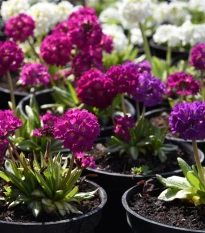 Prvosenka zoubkatá - směs barev - Primula denticulata - semena prvosenky - 20 ks