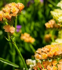 Limonka chobotnatá QIS Apricot - Limonium sinuatum - semena limonky - 30 ks