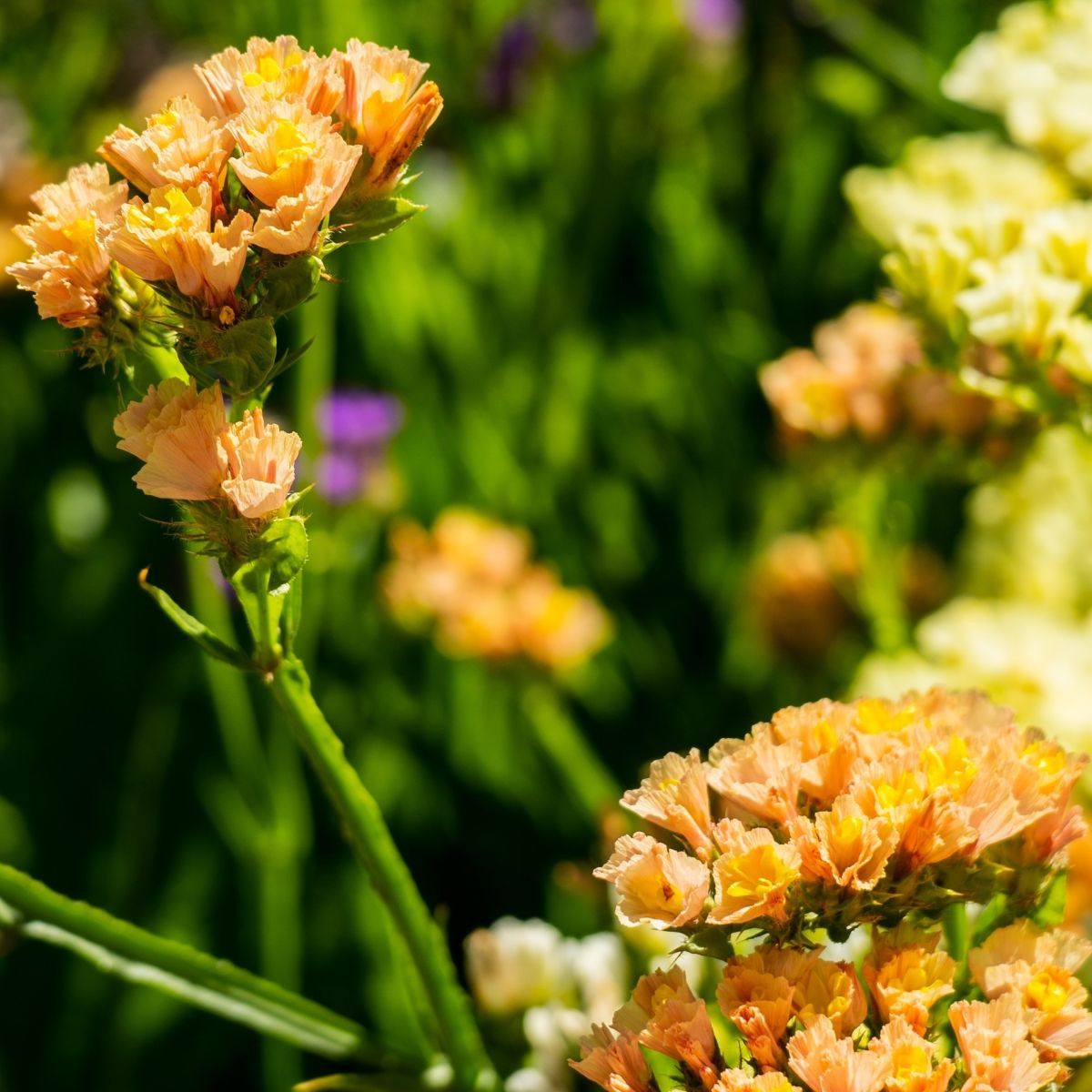 Limonka chobotnatá QIS Apricot - Limonium sinuatum - semena limonky - 30 ks