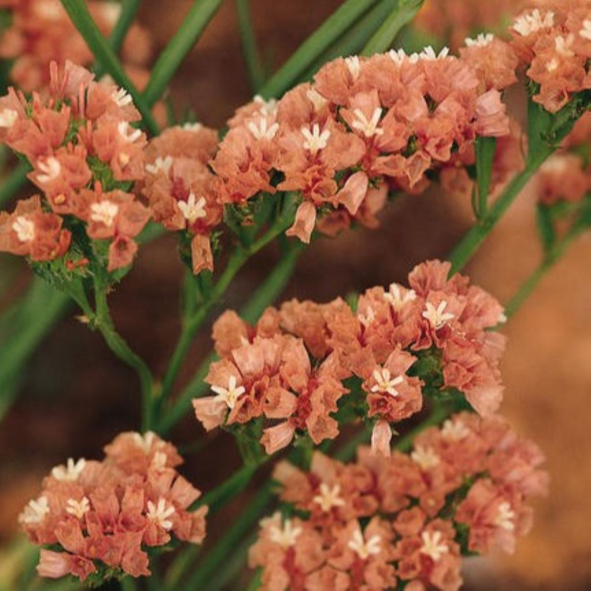 Limonka chobotnatá QIS Apricot - Limonium sinuatum - semena limonky - 30 ks