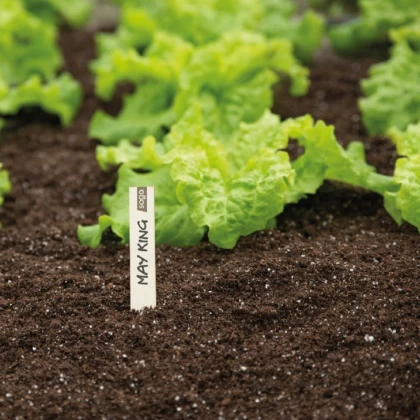 Dřevené jmenovky - SOGO - Pieterpik - 24 ks