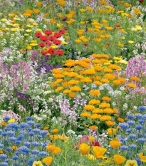 Květinová směs - Nízké letní květy - semena Kiepenkerl - 1 ks