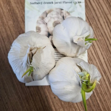 Sadbový česnek Flavor - Allium sativum - nepaličák - cibule česneku - 3 ks