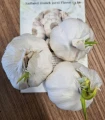 Sadbový česnek Flavor - Allium sativum - nepaličák - cibule česneku - 3 ks