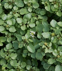 BIO Potočnice lékařská - Nasturtium officinale - semena potočnice - 100 ks