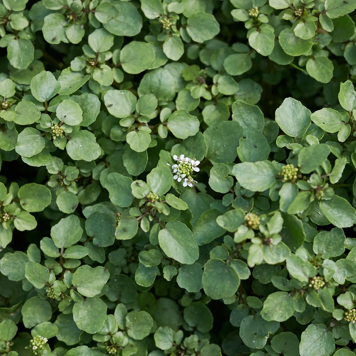 BIO Potočnice lékařská - Nasturtium officinale - semena potočnice - 100 ks